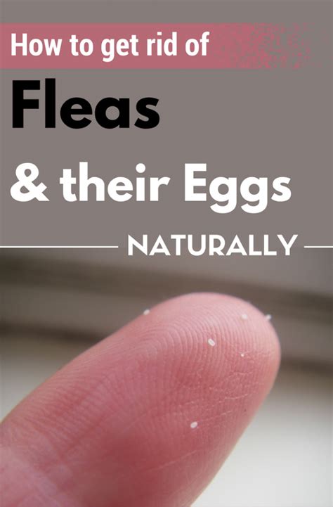 What kills flea eggs. Apr 28, 2023 ... Wash your own clothing and bedding and thoroughly vacuum all furniture such as couches to get rid of flea eggs. Use a 'flea bomb' inside. Be ... 