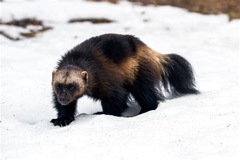 What kind of animal is a wolverine? – Sage-Answers