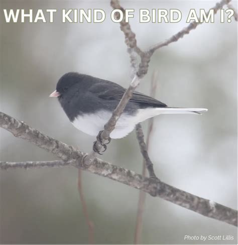 What kind of bird am i. .  ...