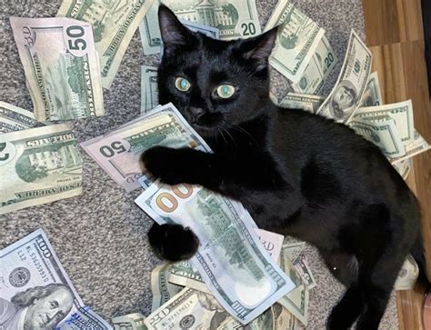 What kind of cat is a “money cat”? - Quora