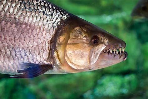 What kind of fish live in the Nile River? - Quora