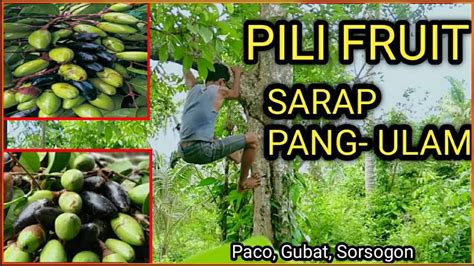 What kind of nuts grow in the Philippines? - KnowledgeBurrow