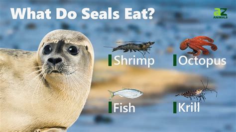 What kind of sharks eat seals? – KnowledgeBurrow.com