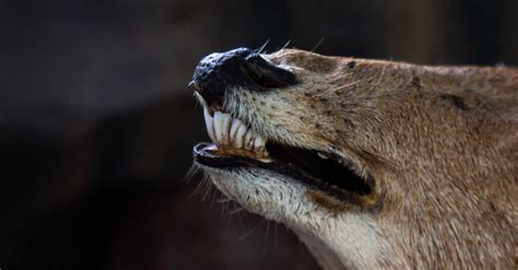 What kind of teeth do deer have? - Answers