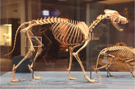 What makes a mammal a mammal? Our spine, say scientists