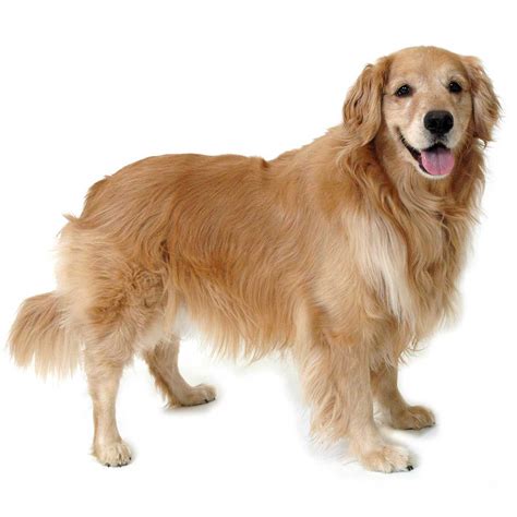 What makes the Golden Retriever dog so popular? The breed was valued for the hunting abilities so ably produced by the careful blending of foundation stock, and only later became popular as a pet