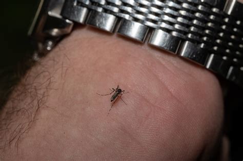 What makes you a mosquito magnet? Some people can’t escape the pesky but dangerous bites