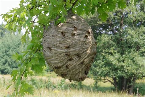 What month do wasps leave their nest? - coalitionbrewing.com