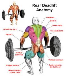 What muscles do deadlifts workout. Things To Know About What muscles do deadlifts workout. 