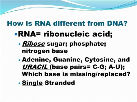 What nitrogen base is missing in RNA and why? - Quora