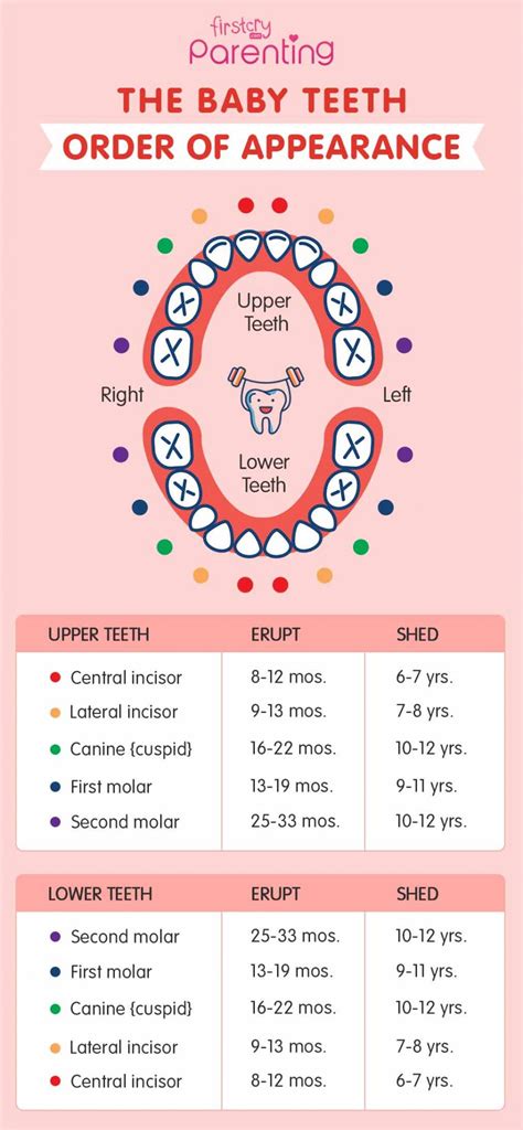 What order teeth come in