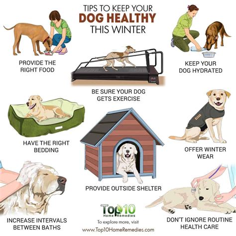 What owners need to know to keep their dogs healthy this winter