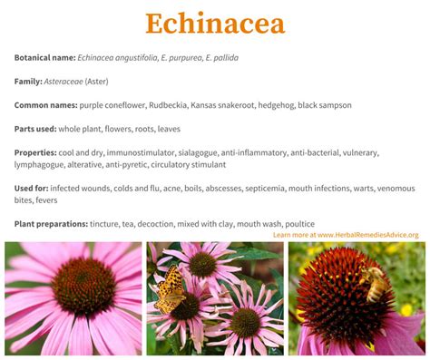 Echinacea has a reputation as a cold fighter and immune booster. For hundreds of years, Native Americans have used echinacea for healing various ailments, from snake bites to sore throats .... 