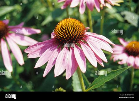 What part of echinacea is used for medicine. Medicinal plants are widely used for the relief of disease symptoms or as dietary supplements. In recent decades, purple coneflower has become extremely well known. An infusion or tincture of purple coneflower can be prepared by anyone simply, inexpensively, and ecologically safely. Three plant part … 