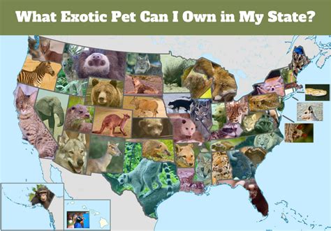 Exotic pets such as raccoons, foxes, skunks, bobcats, coyotes, wolv