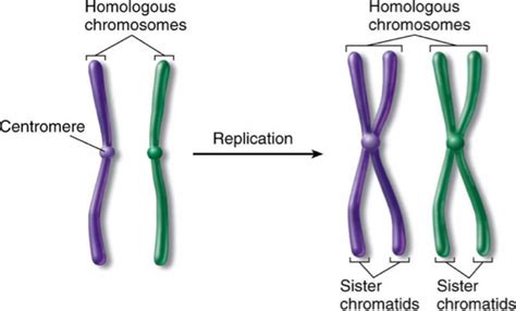 What phase do chromosomes Decondense? - Studybuff