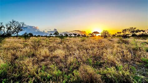 What plants are in the tropical grasslands?