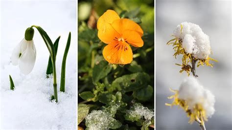 What plants to plant in january