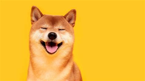 Shiba Inu is a smart contract platform built on the Ethere