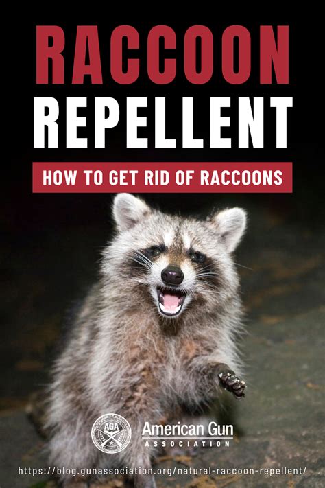 What repels raccoons. Learn what scents and physical methods are effective to repel raccoons from your yard, garden, or trash. Find out how to use cayenne pepper, vinegar, peppermint oil, coyote urine, and more natural repellents safely and effectively. 
