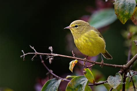 What s the average life of a orange crowned warbler