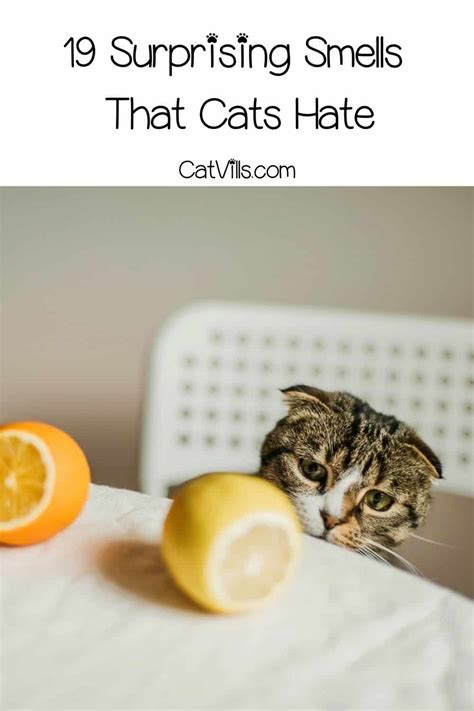 What scent do cats hate. Things To Know About What scent do cats hate. 