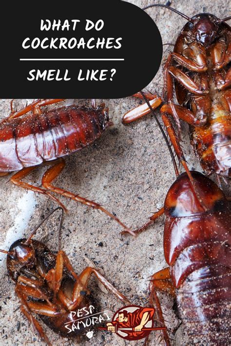 What scent do roaches hate. As roaches die, they give off a slightly acidic smell caused by the breakdown of fatty acids decomposing. The scent has been described as a combination of a clogged toilet and soy sauce. You’ll also detect this smell after cockroaches molt, the process of shedding their skins. 