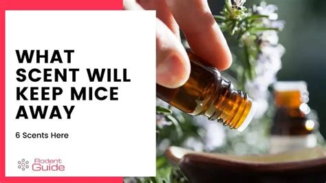 What scent will keep mice away. Smell: As with sonic repellers, there are a lot of scented products that are claimed to repel mice and other rodents. Besides pre-packaged ones, the most recommended seem to be peppermint oil ... 