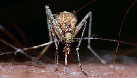 What scientists say keeps mosquitoes at bay