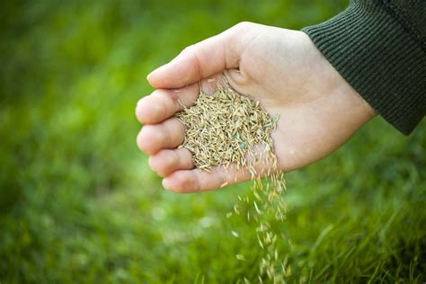 What seed to sow in your area in AUTUMN - Aussie Lawns