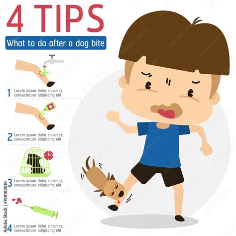 What should do after dog bite