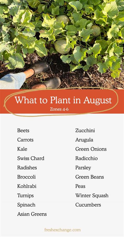 What should i plant in august