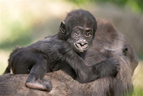 What should the National Zoo name its baby gorilla?