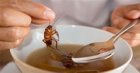 A food establishment has a history of cockroach infestations. What sign of cockroach infestation might food workers notice? A. Dirt on the floor B. A strong, oily smell C. Rusty floor drain covers D. Spoiled food in the refrigerator
