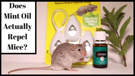 What smell do rats hate. Oct 18, 2018 ... One such smell which they despise is peppermint. Like the previous methods, Peppermint oil (On cotton balls) or tablets should be placed near ... 