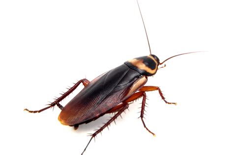 What smell do roaches hate. Repair any damaged spots immediately, too, as damage to the outside of your home right away to keep roaches from invading. To learn more about roach prevention or to deal with a roach infestation if you’re already experiencing problems, contact a professional pest control company now. Monday 8:00 AM - 5:00 PM. Tuesday 8:00 AM - … 
