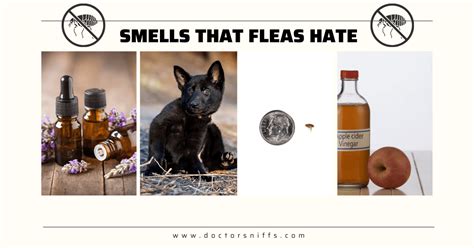 What smells do fleas dislike. Two drops on the back of the neck every three weeks really does do the trick. The cats aren't too happy with the smell and will threaten to leave home but ... 