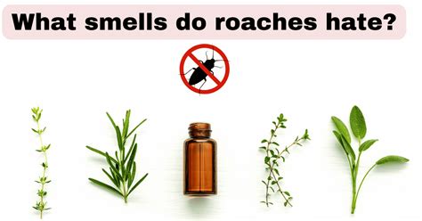 What smells do roaches hate. Things To Know About What smells do roaches hate. 