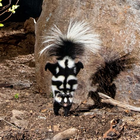 What smells like skunk but isn t skunk. Baby skunks can spray. Skunks spray when they feel frightened or threatened, and baby skunks are more likely to spray than adults because they tend to frighten more easily. When baby skunks are present, the mother is usually nearby. 