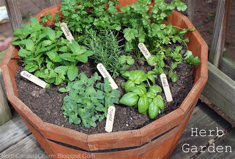 What soil for herbs in pots