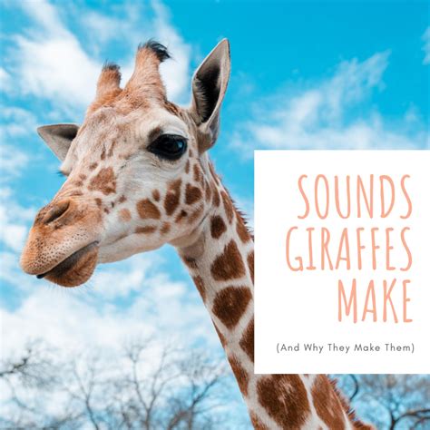 What sound does a giraffe make. Things To Know About What sound does a giraffe make. 