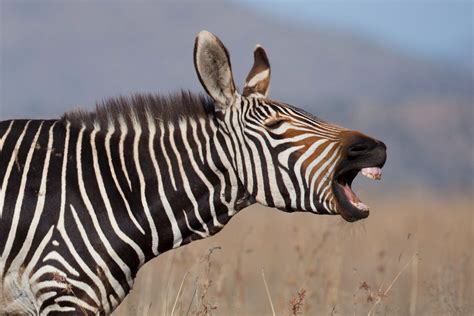 What sound does a zebra make. Things To Know About What sound does a zebra make. 