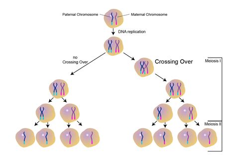 What stage of meiosis does crossing over occur? – Heimduo