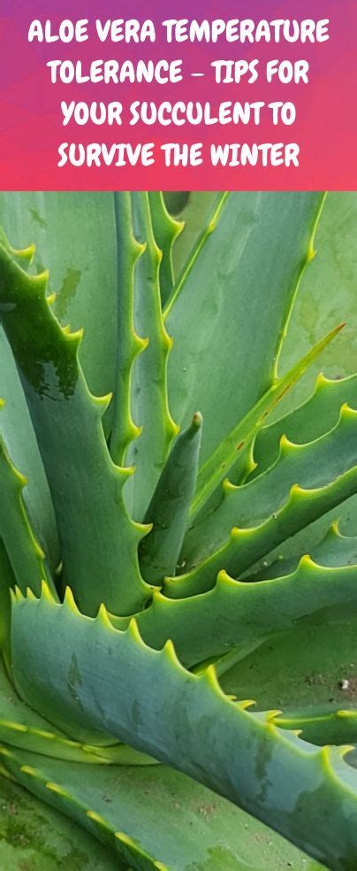 What temperature is too cold for aloe plant? – Short-Fact