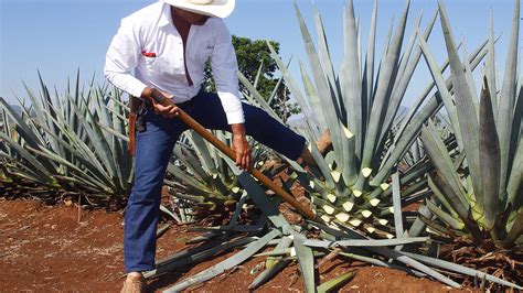 What tequila made from. Mar 10, 2022 ... Blue agave (Agave tequilana): Also known as blue-Weber agave or tequila agave, this large plant is what tequila is made with. It's the only ... 