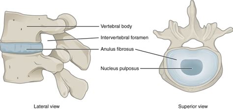 What tissue makes up the intervertebral discs? - Answers