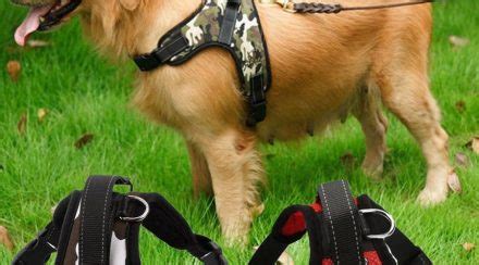 What to Consider When Choosing A Dog Harness Shaving