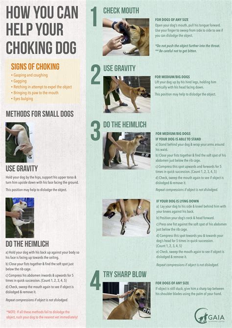 What to Do If Your Dog is Choking - Recognize the Signs and …