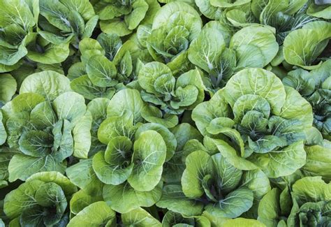 What to Do If a Bok Choy Flowers Hunker