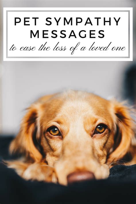 What to Do When A Beloved Pet Passes Away: …